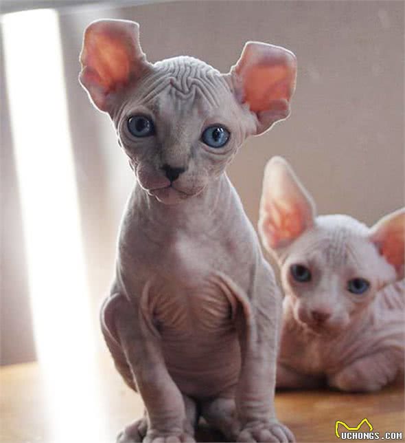 10万美金！看一看这世界上最昂贵的20种猫吧