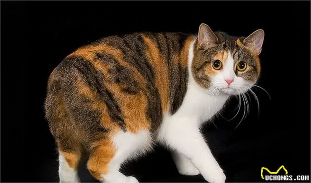 10万美金！看一看这世界上最昂贵的20种猫吧