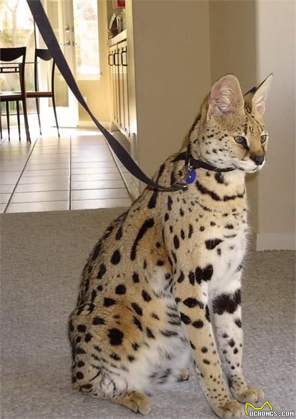 10万美金！看一看这世界上最昂贵的20种猫吧