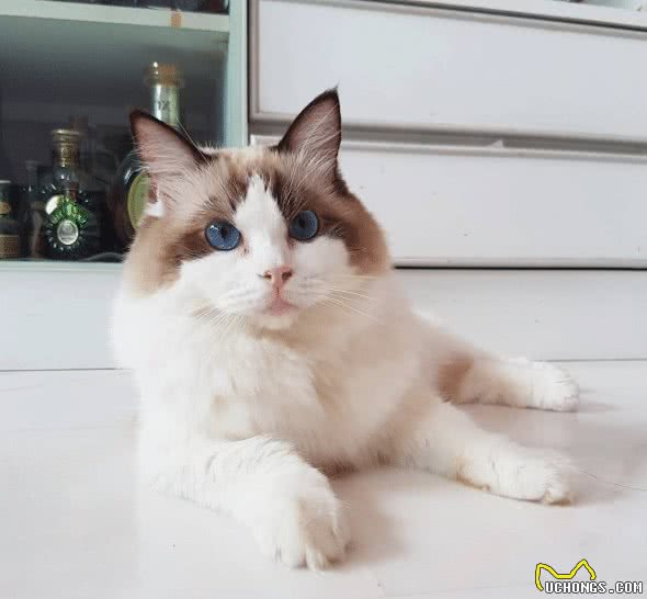 10万美金！看一看这世界上最昂贵的20种猫吧