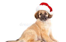 狗狗感冒症状有哪些