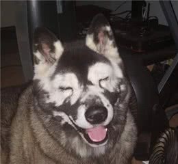 秋田犬长出绝命“花面具”，主人愧疚：要是早点发现就好了