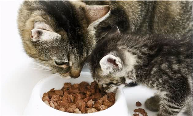 养猫攻略｜品种+如何喂养+注意事项