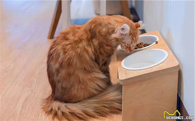 养猫攻略｜品种+如何喂养+注意事项