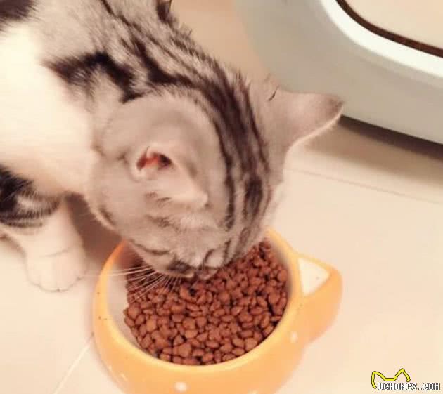 养猫攻略｜品种+如何喂养+注意事项
