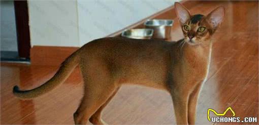 猫咪百科之阿比西尼亚猫