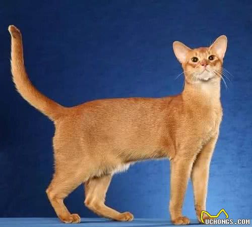 猫咪百科之阿比西尼亚猫