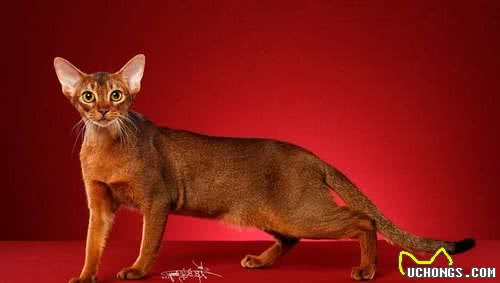猫咪百科之阿比西尼亚猫