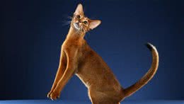 猫咪百科之阿比西尼亚猫