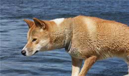 小时候养的田园犬—大黄