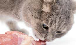 吃生肉会让猫变凶咬人？别闹了，如果不给猫吃肉，猫会吃掉自己