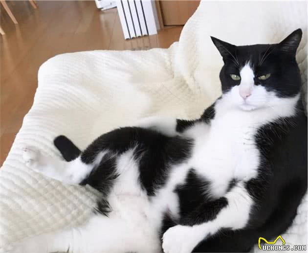 这几种猫咪很“可怕”，普通人不建议养，有你家猫吗？