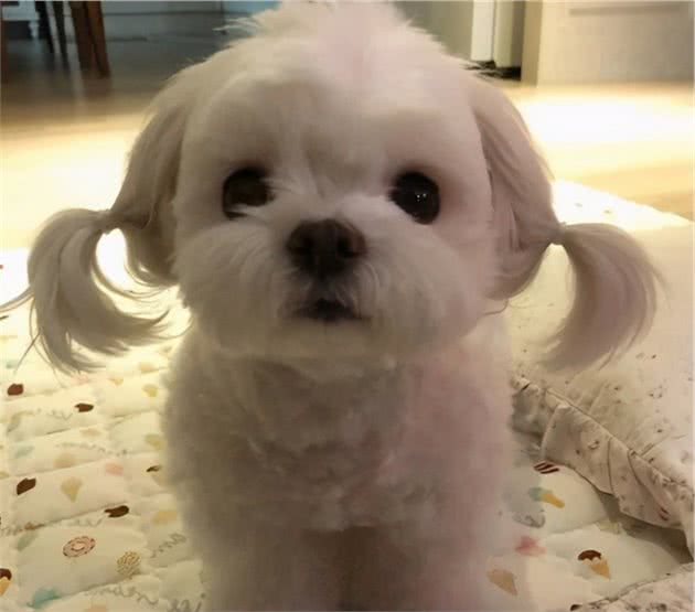 不吃？饿一顿就好了，养狗能别这么敷衍吗？