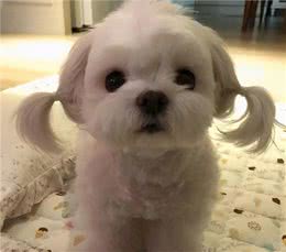 不吃？饿一顿就好了，养狗能别这么敷衍吗？