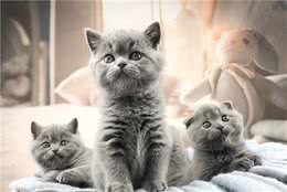 为什么大家都爱养英国短毛猫？这五点好处，看了不选都不行