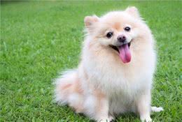 提高狗狗生活质量，从这几点做起