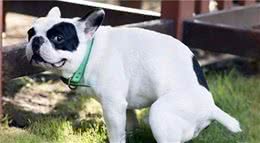 狗狗拉屎时为何要盯着主人看？它想告诉你这几件事