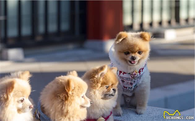 泰迪、比熊小型犬狗粮推荐！这些牌子的狗粮品质好又便宜
