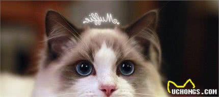 布偶猫知识百科