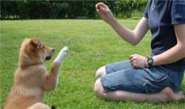 改变狗狗的坏习惯，只要抓住小细节，才会让他们更加讨人喜欢