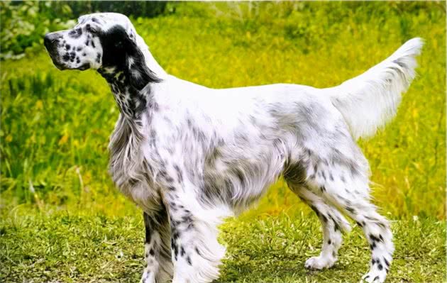 英格兰雪达犬
