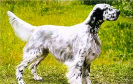 英格兰雪达犬