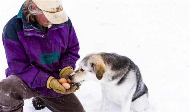 金毛、贵宾犬、哈士奇、柴犬等常见狗狗！哪种更适合做家庭犬？