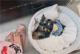 约克夏好还是泰迪好