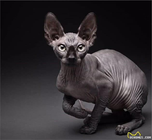 想养一只无毛猫，需要注意什么事情吗？