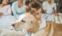 拉布拉多犬优缺点：花2分钟看完，别养了之后才后悔