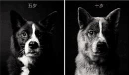 一只狗狗开始「变老」的五大迹象