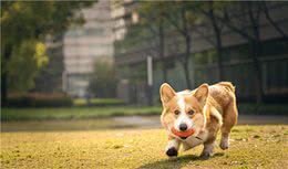 养狗的八个好处，养狗的人究竟赚了多少