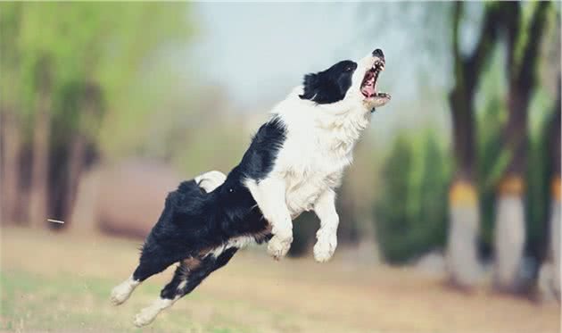 边境牧羊犬浅谈—送给准备养边牧的新手主人