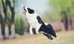 边境牧羊犬浅谈—送给准备养边牧的新手主人