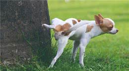 不要以为狗只是抬腿撒尿，它其实是在示威，你知道吗？