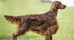 寻根问祖系列（50）：爱尔兰赛特犬（IrishSetter）