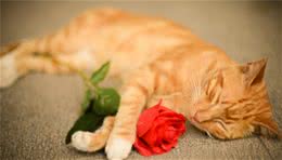 猫咪如何在炎热的夏天，清凉一夏