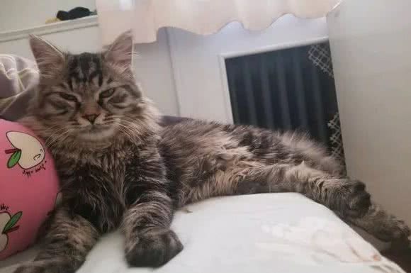 辟谣，猫咪想要毛发好就要多挨冻？需知低温会导致多种“猫病”