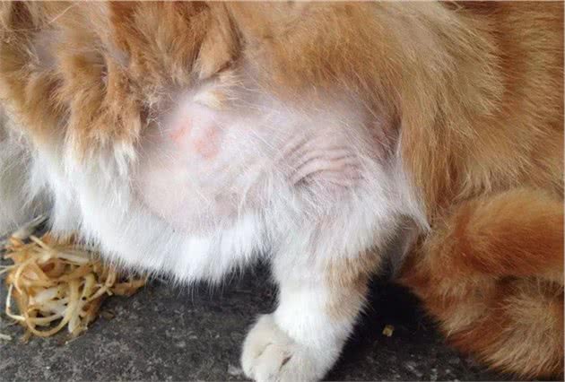 辟谣，猫咪想要毛发好就要多挨冻？需知低温会导致多种“猫病”