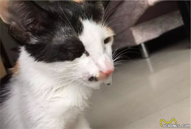辟谣，猫咪想要毛发好就要多挨冻？需知低温会导致多种“猫病”