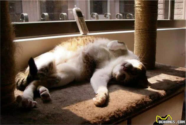 辟谣，猫咪想要毛发好就要多挨冻？需知低温会导致多种“猫病”