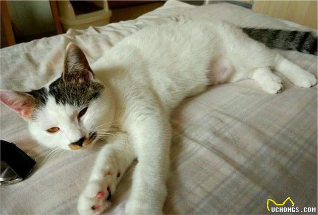 辟谣，猫咪想要毛发好就要多挨冻？需知低温会导致多种“猫病”
