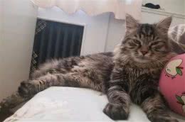 辟谣，猫咪想要毛发好就要多挨冻？需知低温会导致多种“猫病”