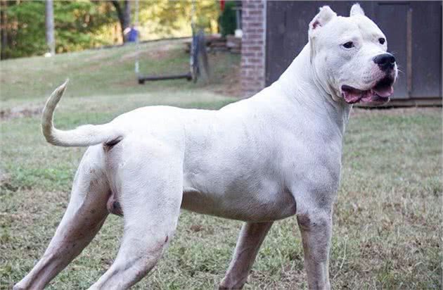 养杜高犬的5大「危害」，你还敢养吗？