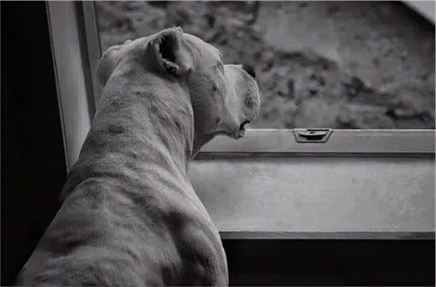 养杜高犬的5大「危害」，你还敢养吗？