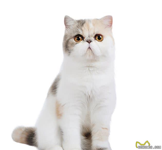 常见宠物猫介绍