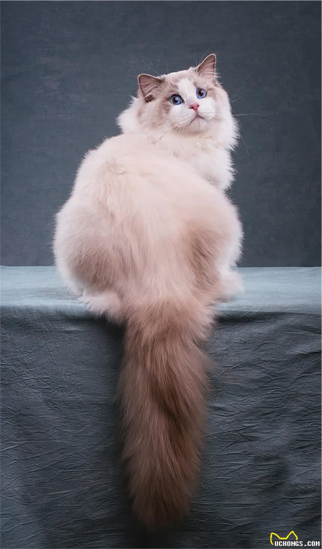 常见宠物猫介绍