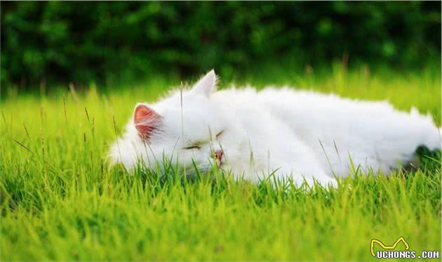 常见宠物猫介绍