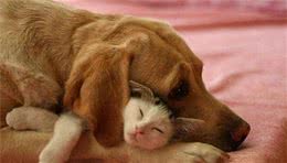 为什么狗狗会害怕猫咪呢？这几个原因，看完更爱狗了