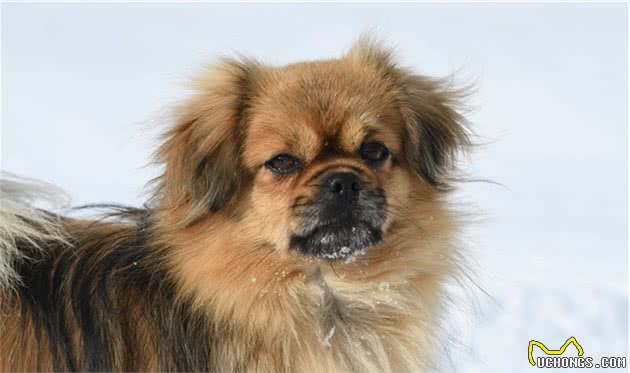 辟谣：狗狗的品种都是以“犬”字结尾？并不是，还有其他几种名称